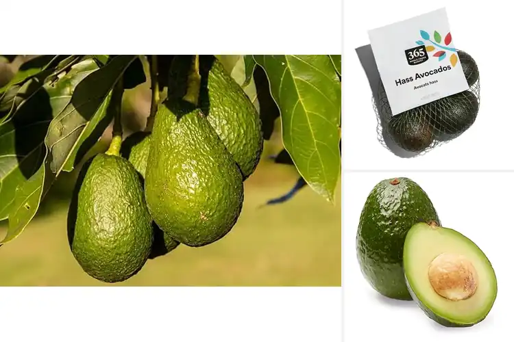 Detailed view of Best Culinary Hass Avocados