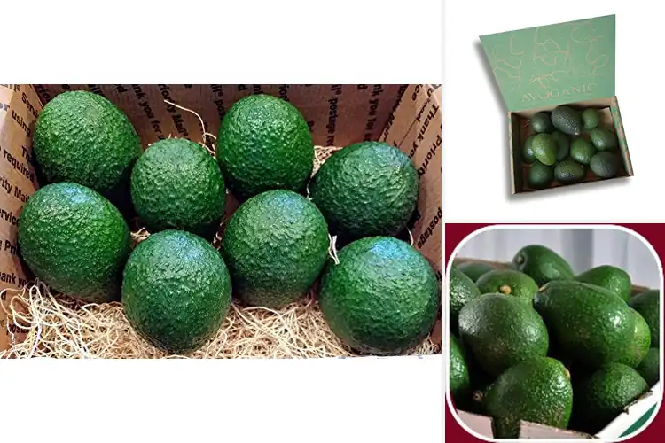 Detailed view of Best Hass Avocados From California
