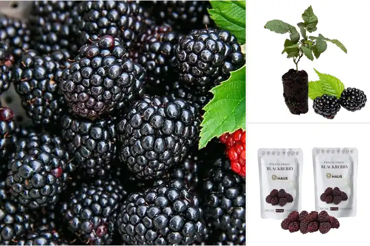 Detailed view of Best High Quality Blackberries: 7 Sweet & Easy-to-Grow Picks